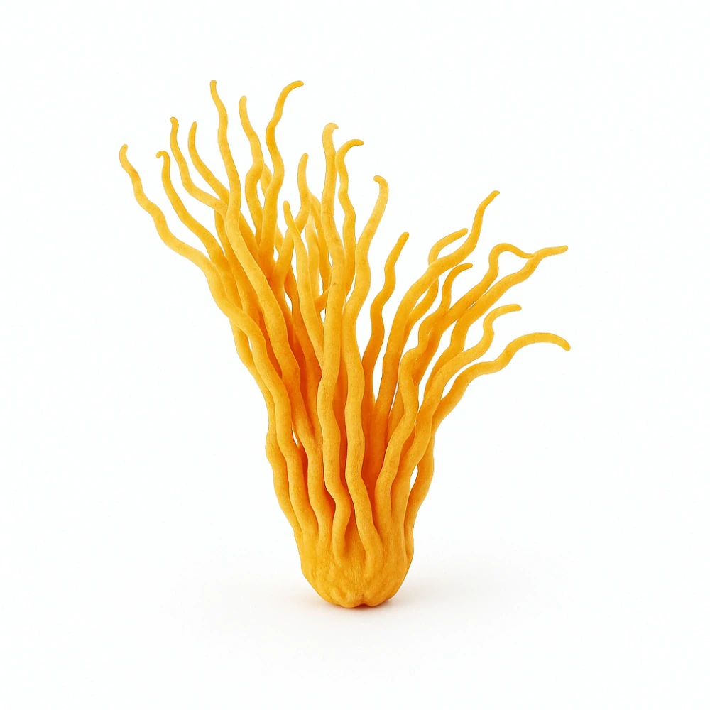 Cordyceps PRO (Vitalita, Výkonnost, Libido)